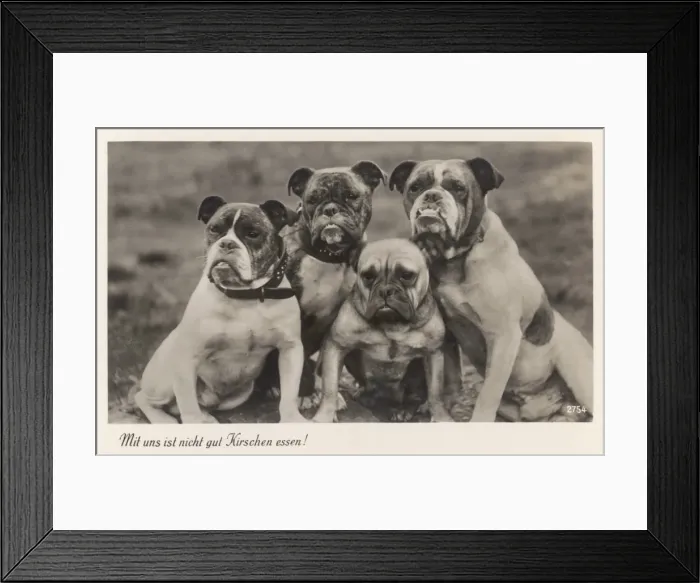 Framed Print : Bulldogs in Germany Framed Print : Bulldogs in Germany