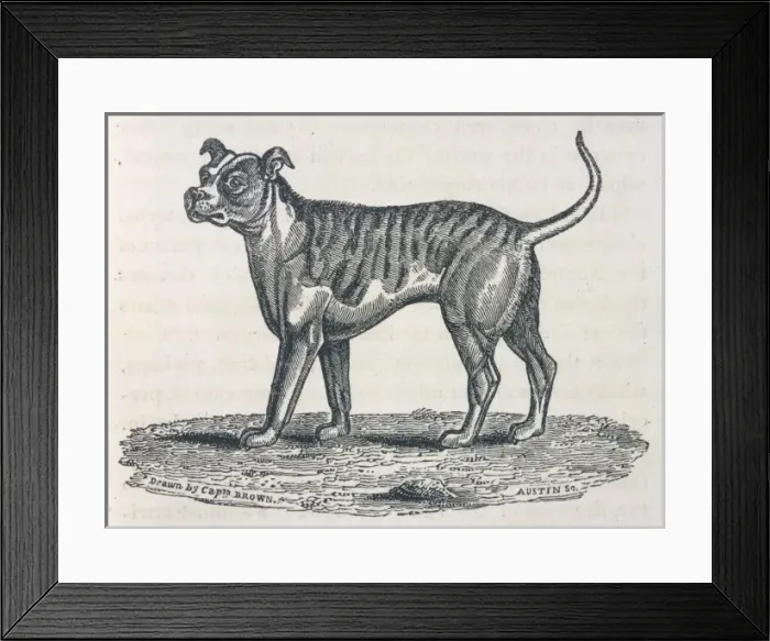 Framed Print : Bulldog Engraving / Brown Framed Print : Bulldog Engraving / Brown