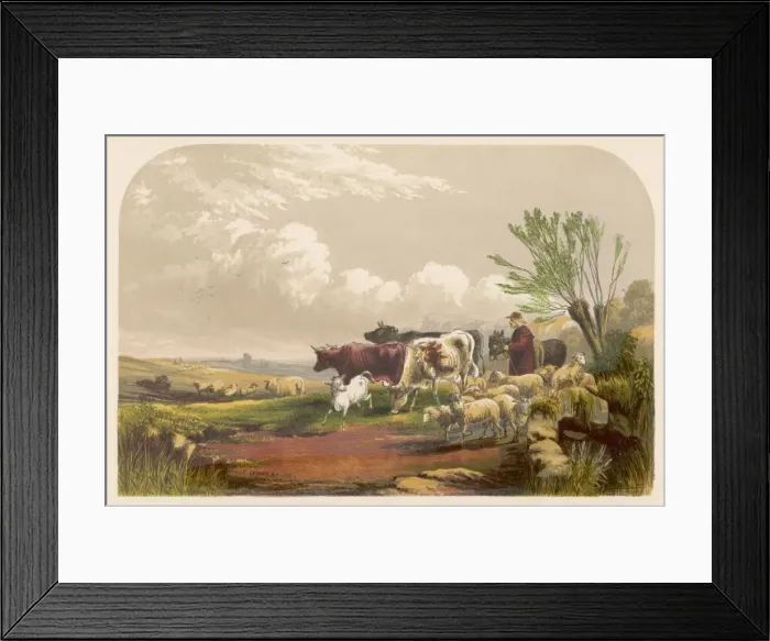 Framed Print : Drover with Cows, Sheep Framed Print : Drover with Cows, Sheep