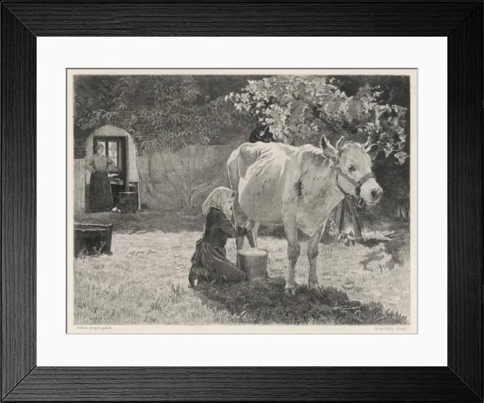 Framed Print : Milking Cow, France Framed Print : Milking Cow, France