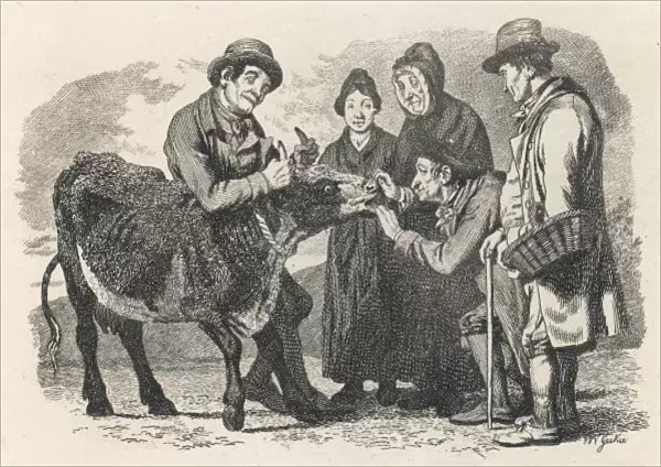 Buying a Cow, Scotland
