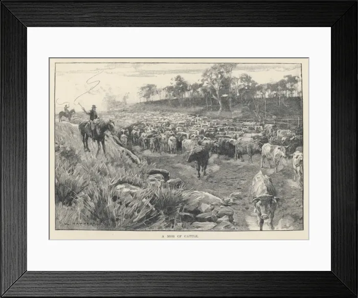 Framed Print : Australia - Cattle Framed Print : Australia - Cattle