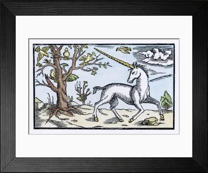 Framed Print : Cosmographia Unicorn Framed Print : Cosmographia Unicorn