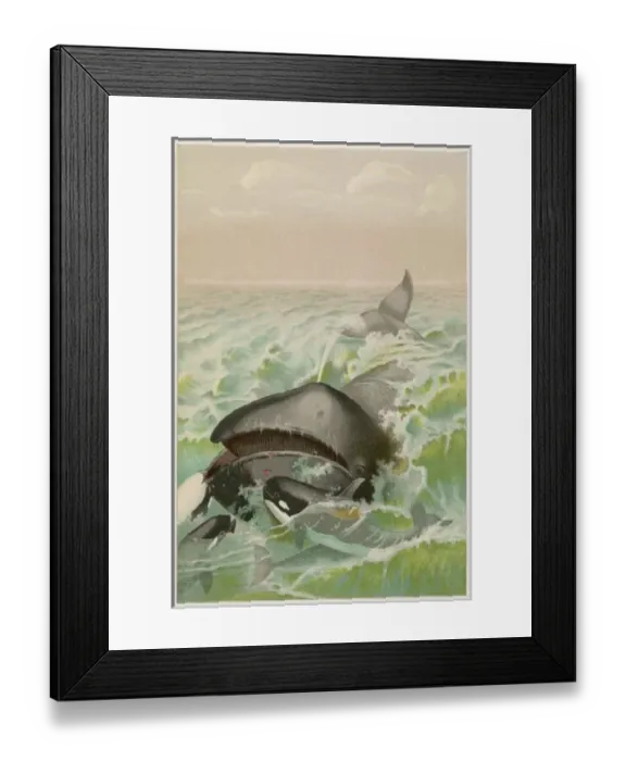 Framed Print : Whale in Greenland Framed Print : Whale in Greenland