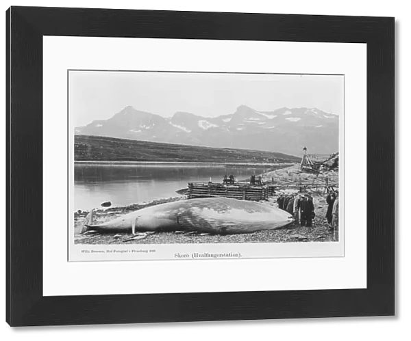 Beached Whale  /  Norway
