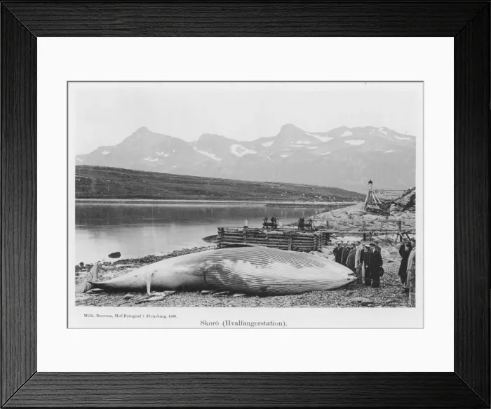 Framed Print : Beached Whale / Norway Framed Print : Beached Whale / Norway