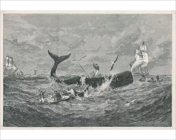 Sperm Whale from 1868