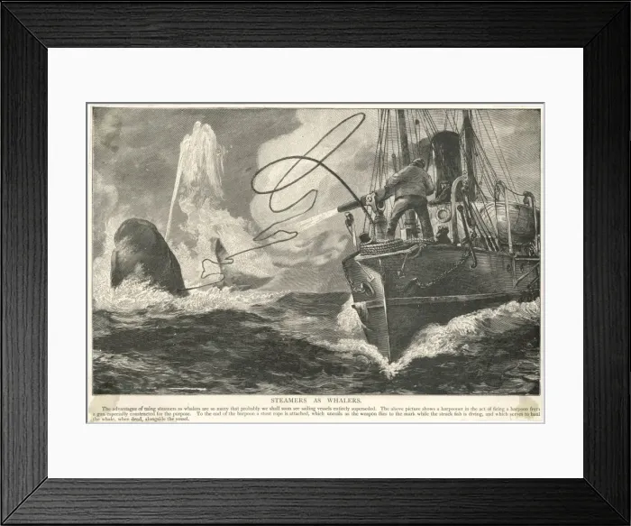 Framed Print : Whale and Steamship Framed Print : Whale and Steamship