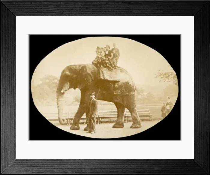 Framed Print : Jumbo / Photo Framed Print : Jumbo / Photo