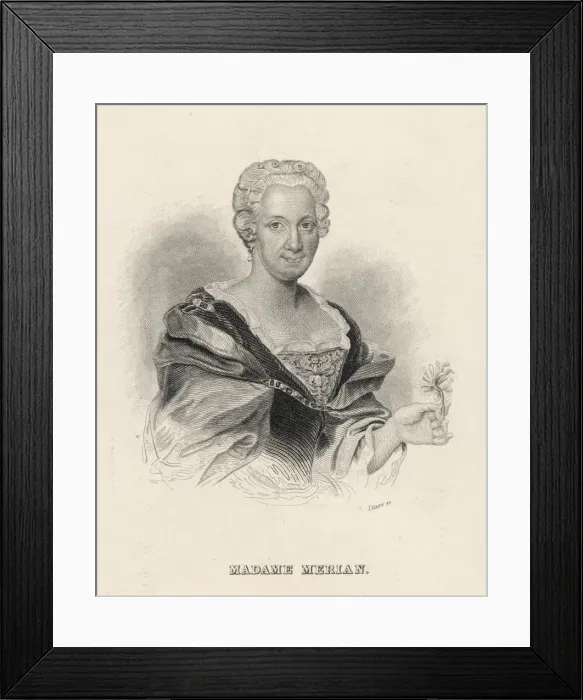 Framed Print : Merian / Maria / Lizars Framed Print : Merian / Maria / Lizars
