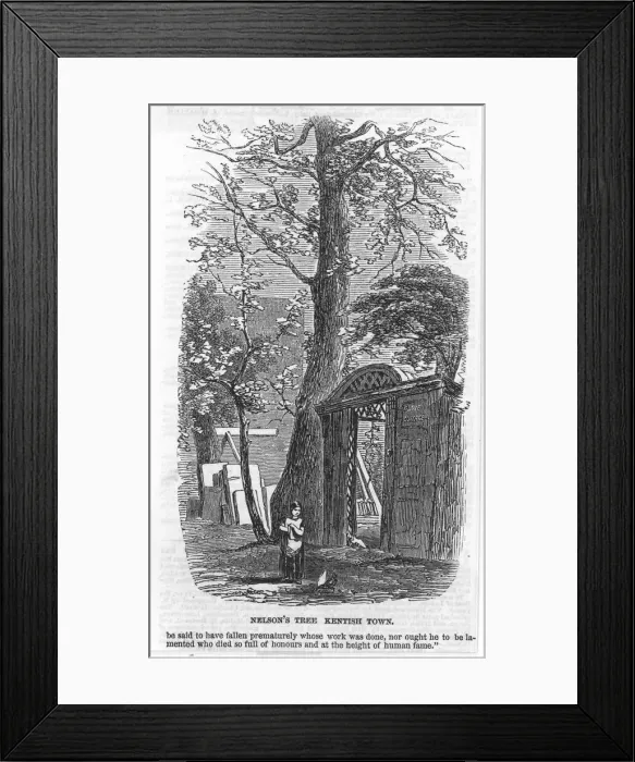 Framed Print : Nelson / Tree / Kentish Town Framed Print : Nelson / Tree / Kentish Town