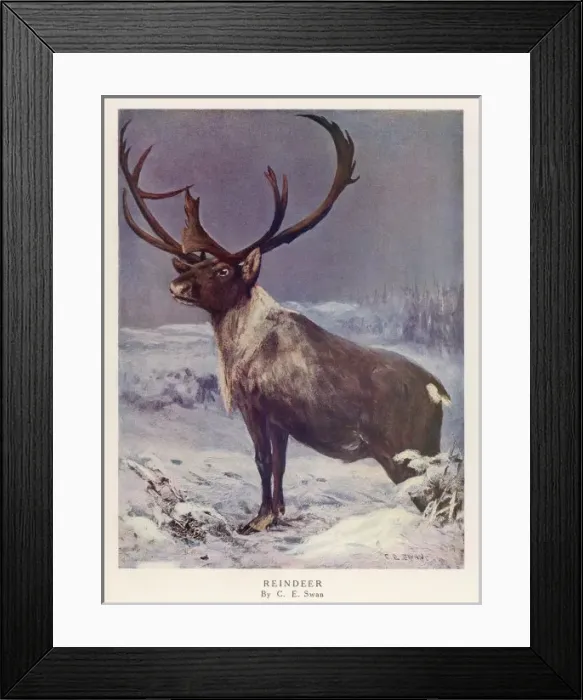 Framed Print : REINDEER / C. E. SWAN / 1909 Framed Print : REINDEER / C. E. SWAN / 1909
