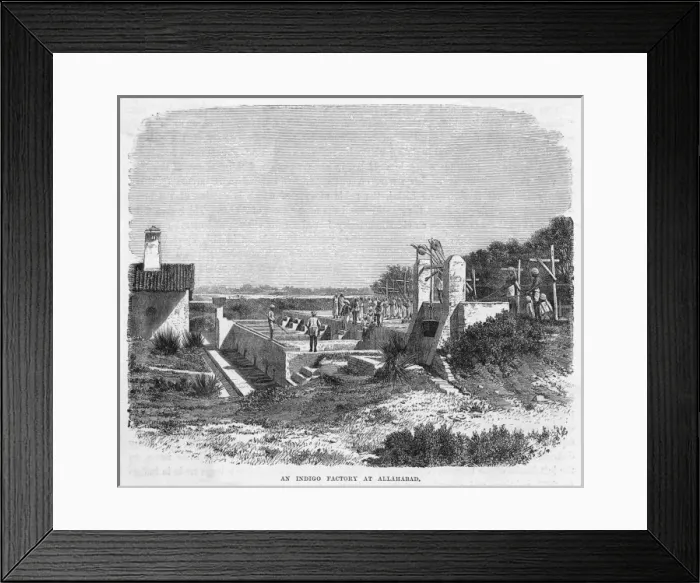 Framed Print : Indigo Factory / India Framed Print : Indigo Factory / India