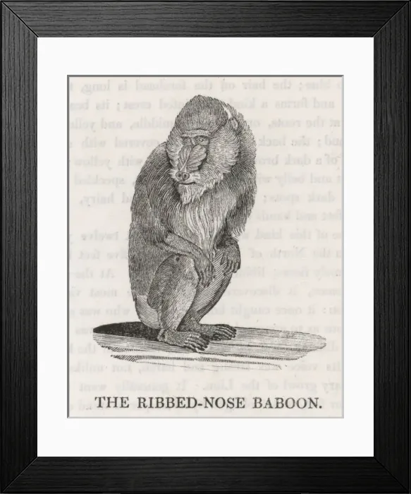 Framed Print : Ribbed-Nosebaboon / Bewick Framed Print : Ribbed-Nosebaboon / Bewick