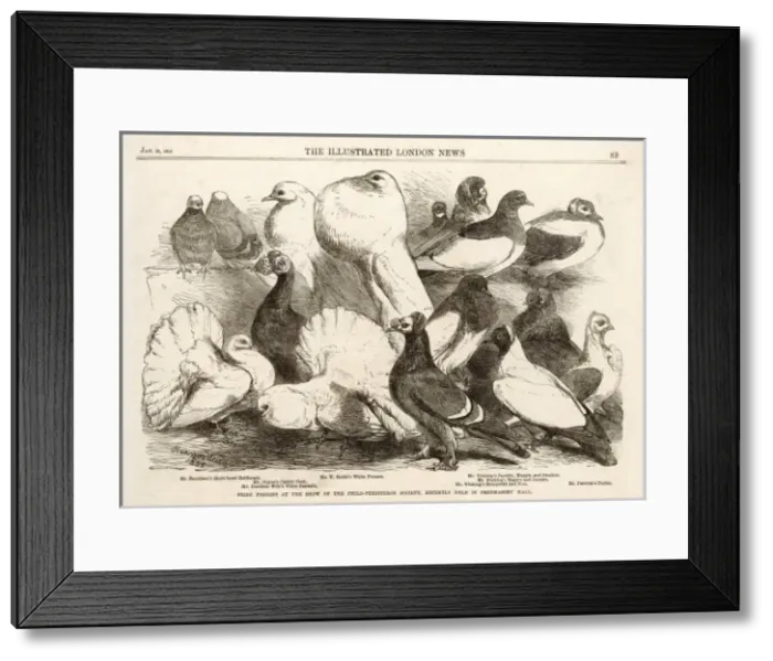 Framed Print : Birds / Pigeons Framed Print : Birds / Pigeons