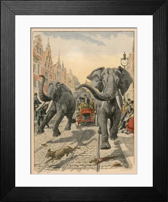 Framed Print : Elephants at Hamburg Framed Print : Elephants at Hamburg