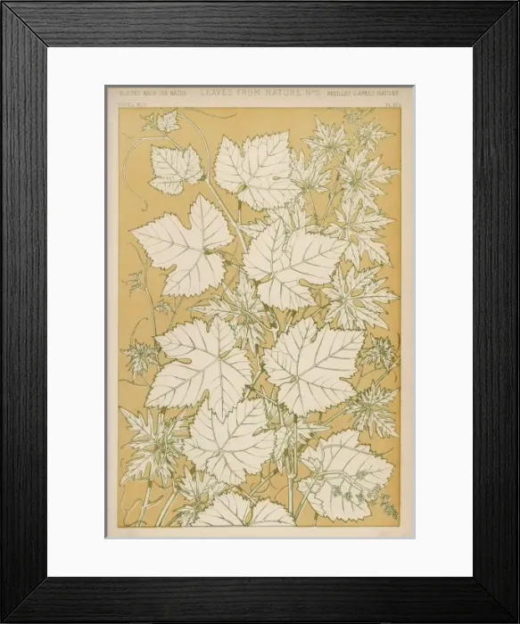Framed Print : Owen Jones Flowers 92 Framed Print : Owen Jones Flowers 92