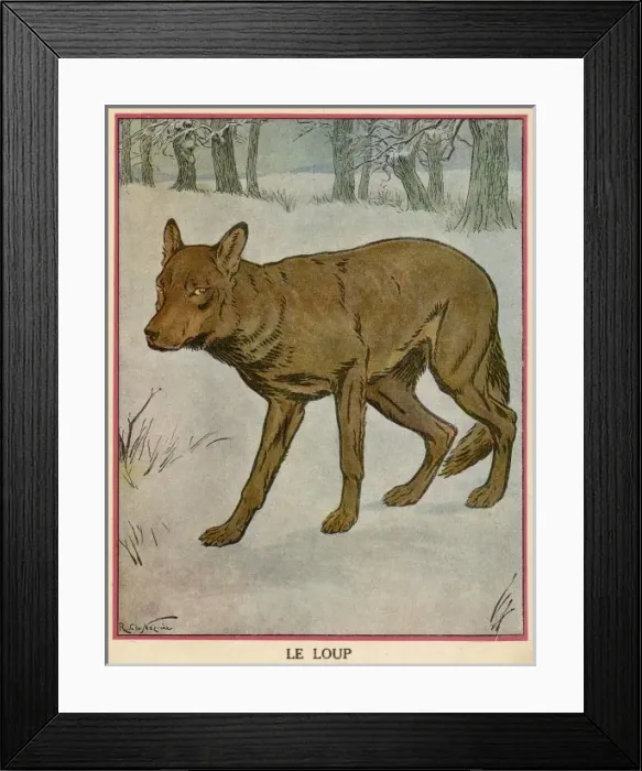 Framed Print : Wolf / Neziere Framed Print : Wolf / Neziere