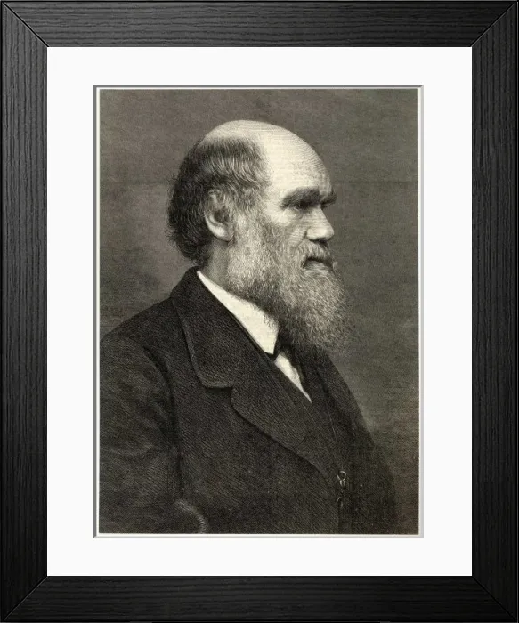 Framed Print : Darwin / Profile / Eng Framed Print : Darwin / Profile / Eng