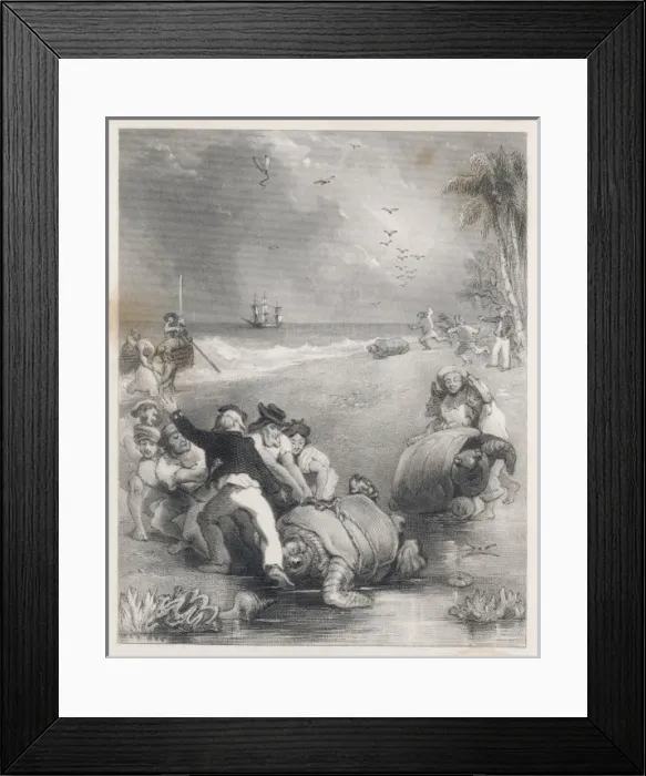 Framed Print : Reptiles / Turtles / Hunting Framed Print : Reptiles / Turtles / Hunting
