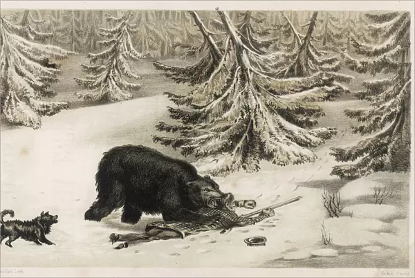 Bear Attacks Hunter