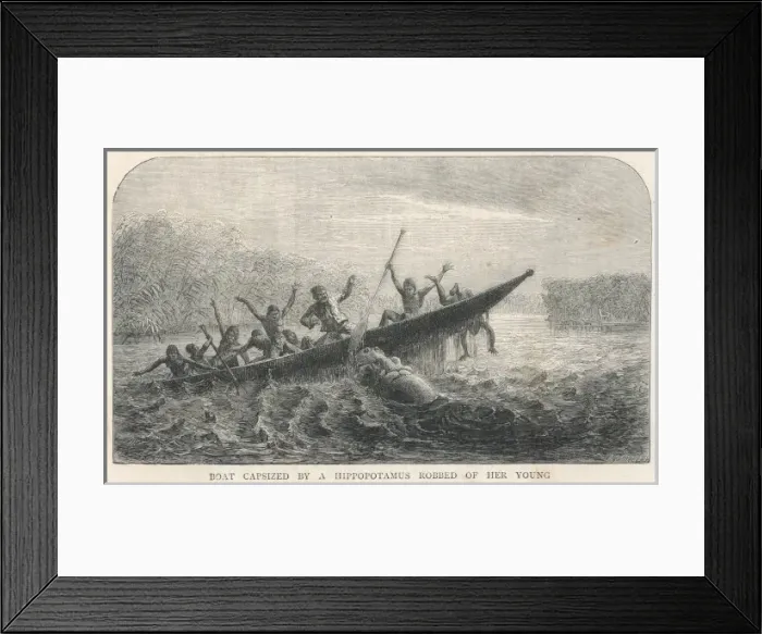 Framed Print : Livingstone / Hippo Framed Print : Livingstone / Hippo