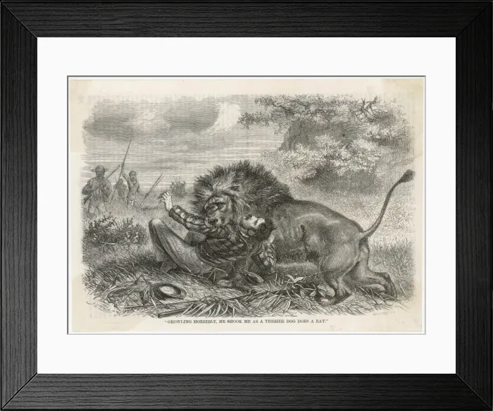 Framed Print : Livingstone Attacked Framed Print : Livingstone Attacked