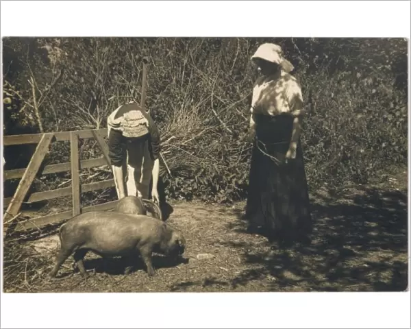 Tending Pigs, 1900