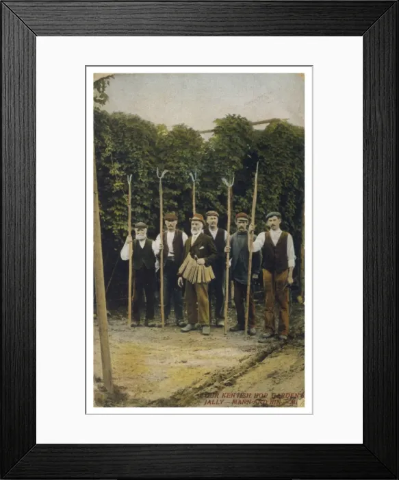 Framed Print : Kentish Hop Garden Framed Print : Kentish Hop Garden