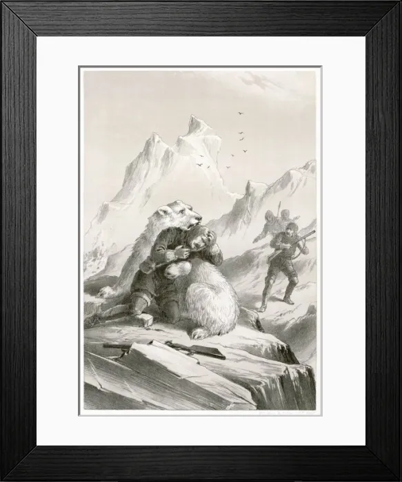 Framed Print : Koldewey / Bear Attack Framed Print : Koldewey / Bear Attack
