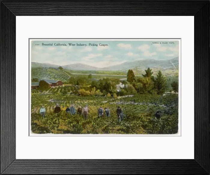 Framed Print : California Vineyard Framed Print : California Vineyard
