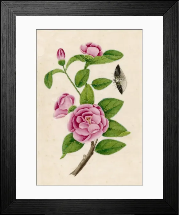 Framed Print : Camellia & Insect Framed Print : Camellia & Insect