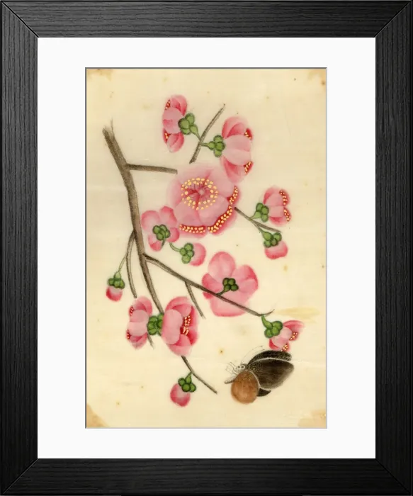 Framed Print : Ornamental Cherry Framed Print : Ornamental Cherry