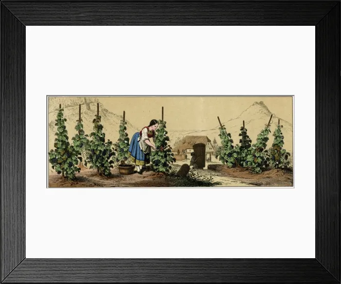 Framed Print : Picking grapes Framed Print : Picking grapes