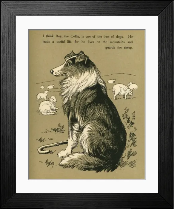 Framed Print : Collie Looking after the Sheep Framed Print : Collie Looking after the Sheep