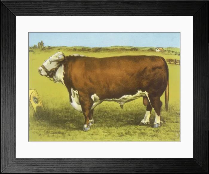 Framed Print : Cattle / Hereford Bull Framed Print : Cattle / Hereford Bull