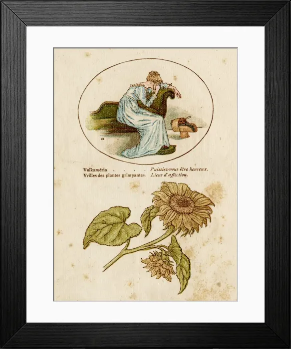 Framed Print : Plants / Decorative Floral Framed Print : Plants / Decorative Floral