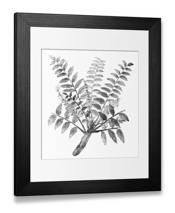 Framed Print : Plants / Frankincense Framed Print : Plants / Frankincense