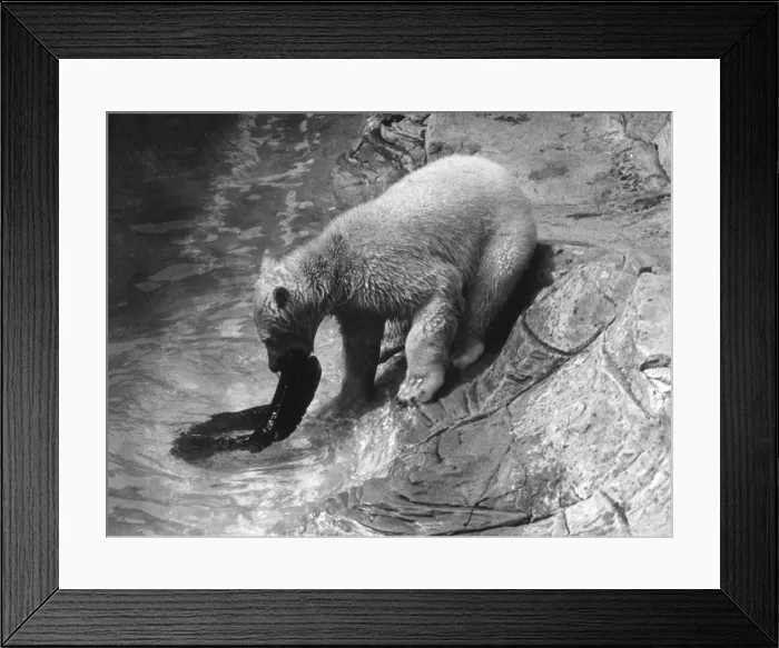 Framed Print : Polar Bears & Tyres Framed Print : Polar Bears & Tyres