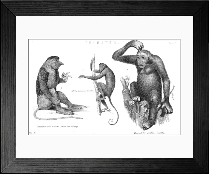 Framed Print : Monkeys & Gorilla Framed Print : Monkeys & Gorilla