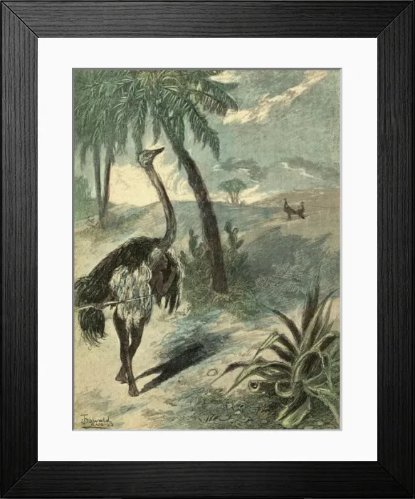 Framed Print : Hunting Ostrich Framed Print : Hunting Ostrich