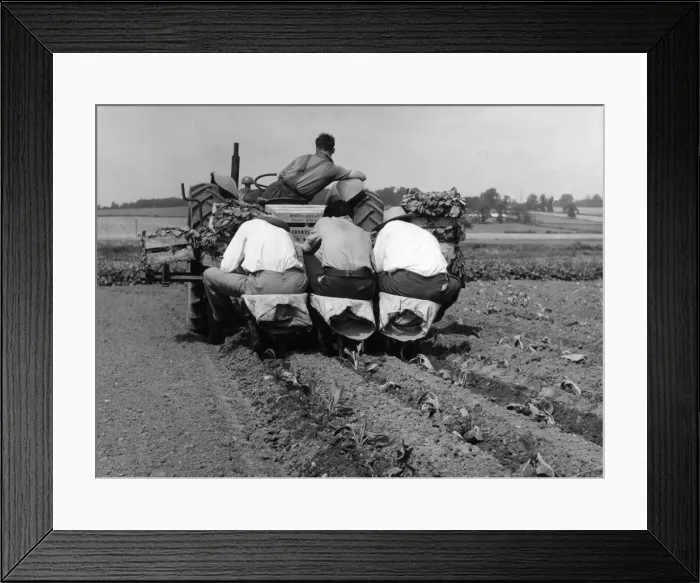 Framed Print : Cabbages, Essex Framed Print : Cabbages, Essex