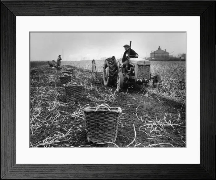 Framed Print : Potatoes, Lancashire Framed Print : Potatoes, Lancashire