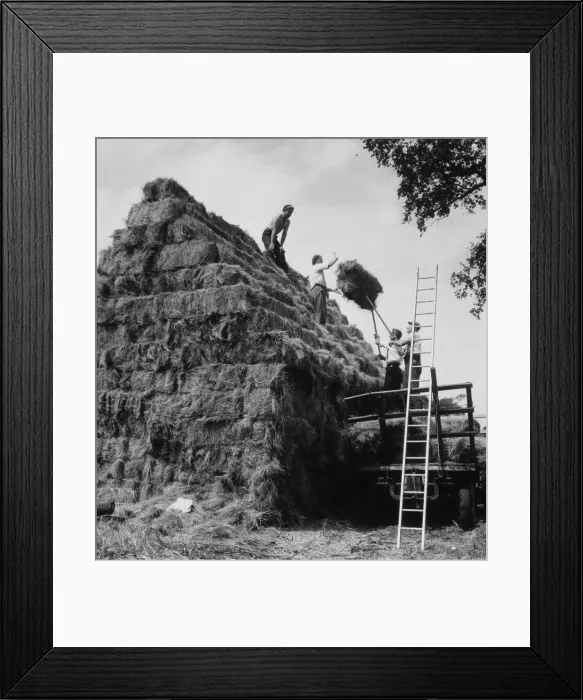 Framed Print : Building a Haystack Framed Print : Building a Haystack
