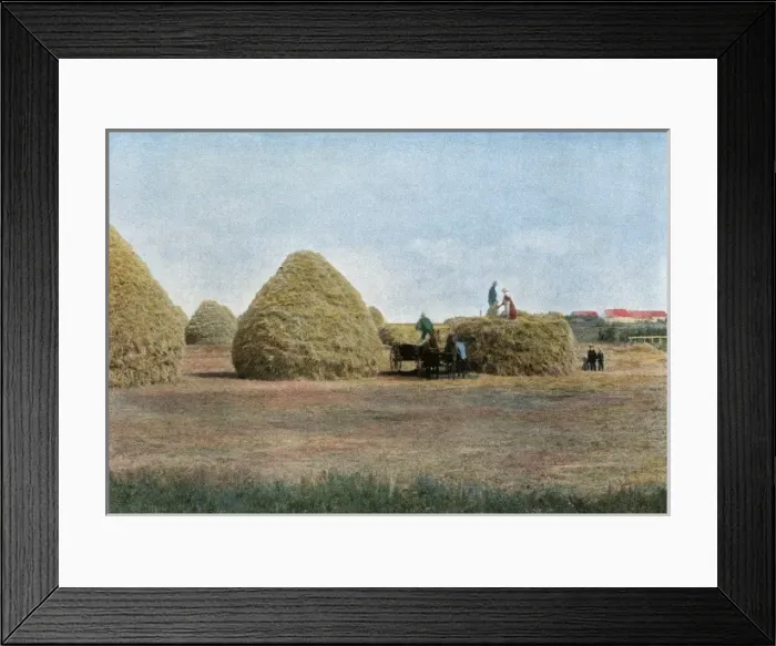 Framed Print : Wheat Harvest Canada Framed Print : Wheat Harvest Canada