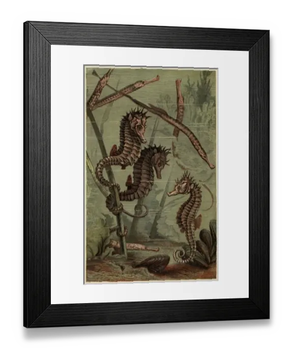 Framed Print : Sea-Horses & Pipe-Fish Framed Print : Sea-Horses & Pipe-Fish