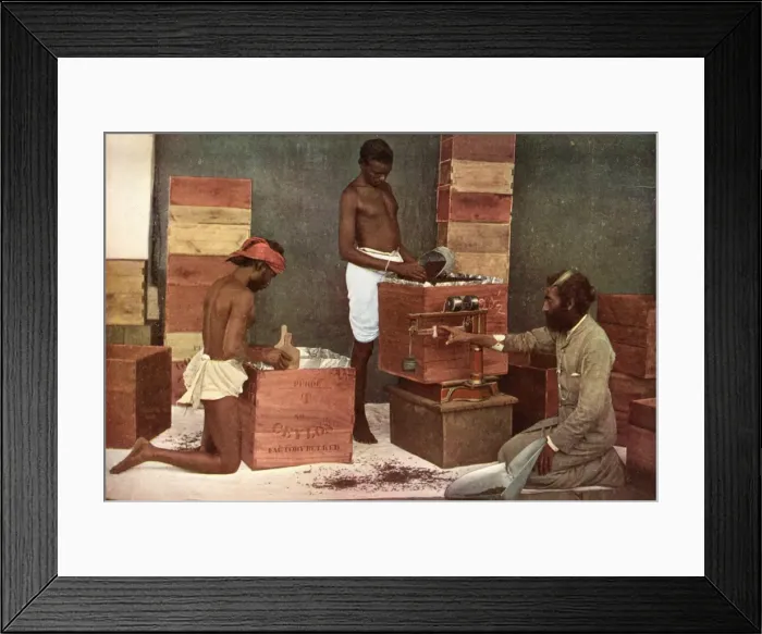 Framed Print : Packing Tea, Ceylon Framed Print : Packing Tea, Ceylon