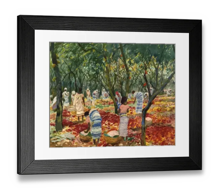 Framed Print : Sao Tome Cocoa Harvest Framed Print : Sao Tome Cocoa Harvest