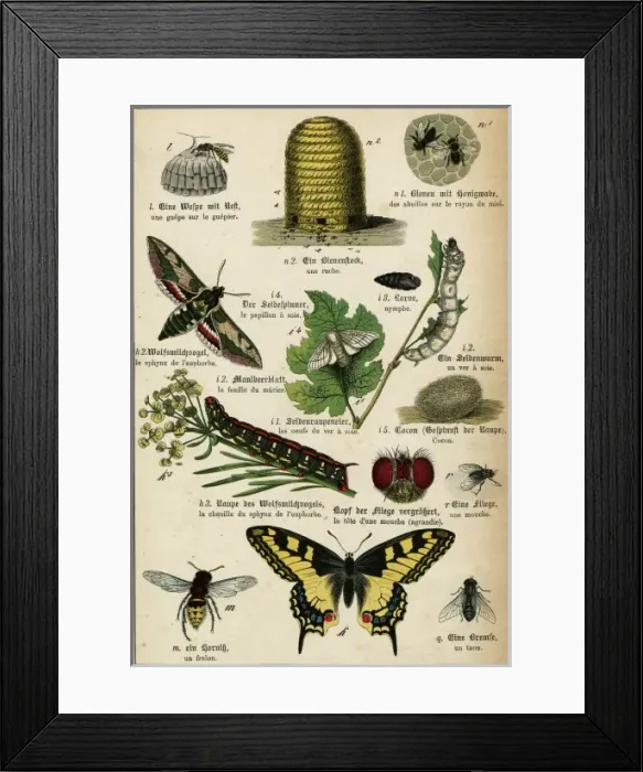 Framed Print : Various Insects Framed Print : Various Insects