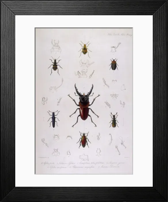 Framed Print : Beetle / Lucanus Framed Print : Beetle / Lucanus